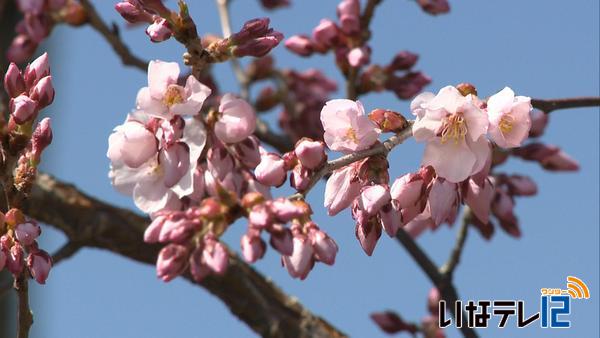 南信森林管理署　桜が開花