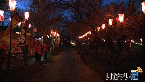 伊那公園桜まつりでぼんぼり点灯