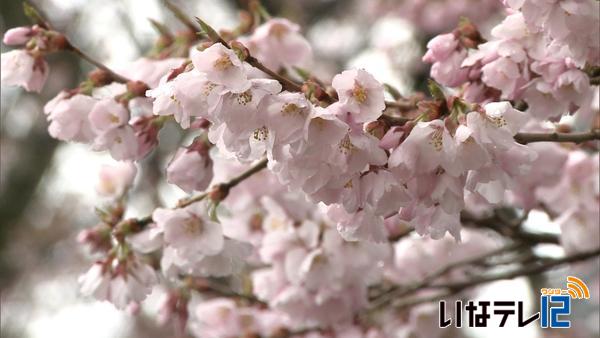 高遠城址公園　タカトオコヒガンザクラ開花宣言