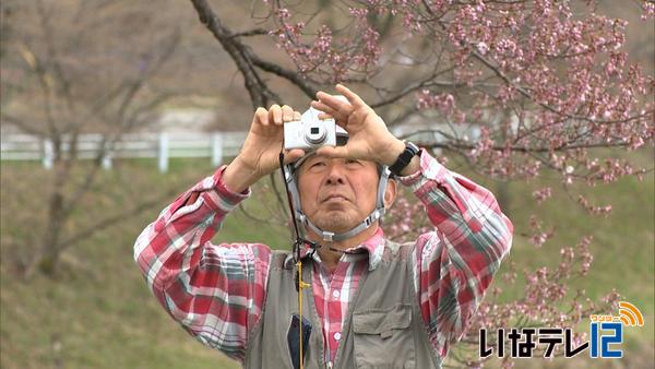 １万２千本の桜の樹勢調査へ