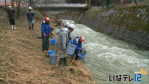 イワナの成魚放流