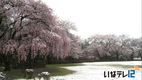 春日公園の桜　今が見ごろ