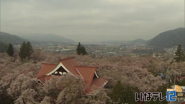 天下第一の桜　高遠城址公園満開