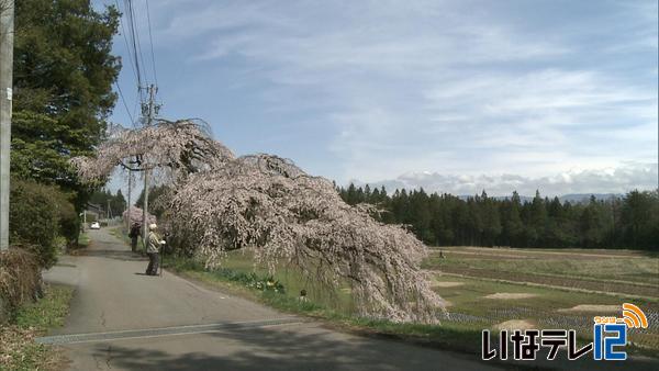 西春近 宮の原の枝垂れ桜　見ごろ