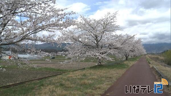 三峰川堤防の桜　見頃