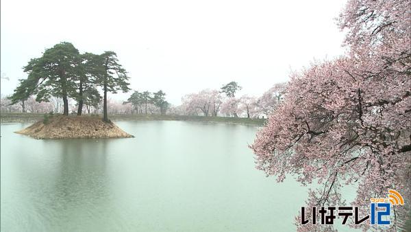 六道の堤　桜見頃