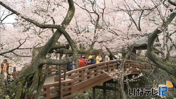 高遠城址公園観光客減　週末に期待