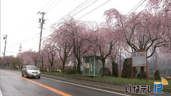 追分公園　枝垂桜見ごろ