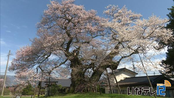 箕輪町中曽根　権現桜が見頃