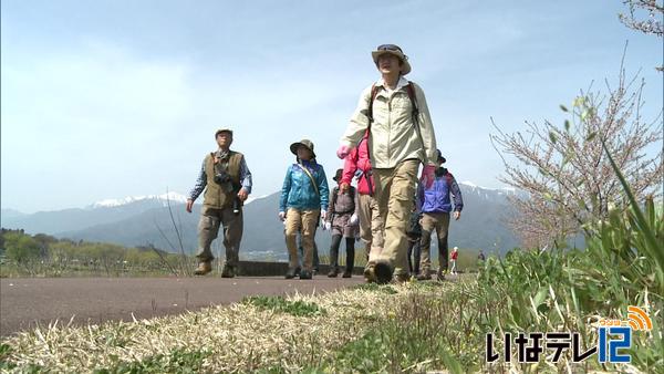 桜めぐりツアーで三峰川沿いの景色楽しむ