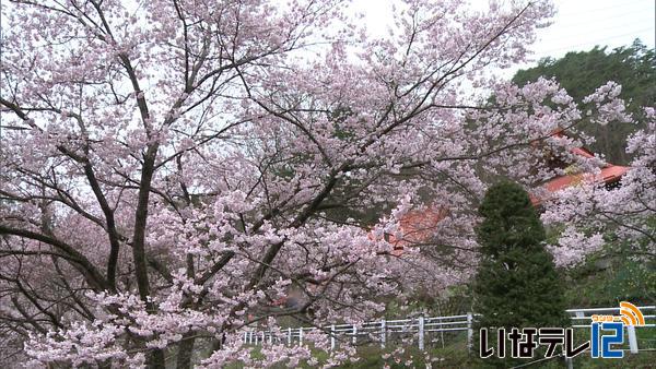 花見客　桜求め弘妙寺へ