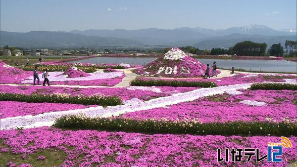 伊那市小沢の芝桜見ごろ