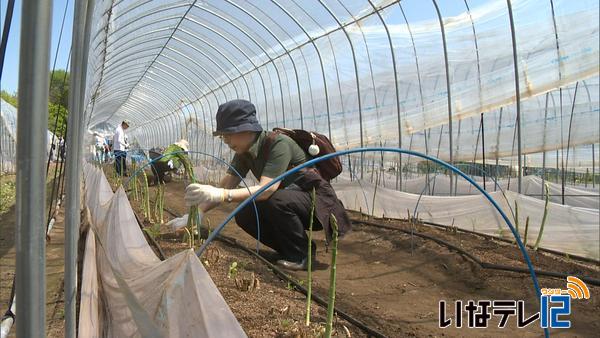 箕輪町幸せ健康ツアー　　アスパラ収穫