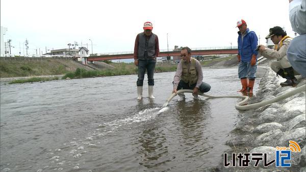 天竜川漁業協同組合がアユの稚魚を放流