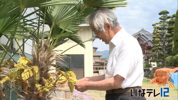 春日洋治さん宅でシュロの花咲く