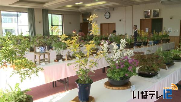 信州みのわ山野草クラブ　第２４回春の展示会