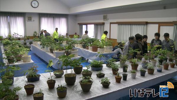 西駒山草会　斑入り植物の展示会