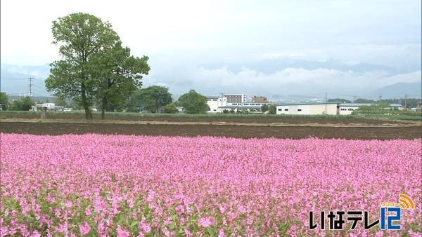 南原の伊藤照夫さん宅のフクロナデシコ見ごろ