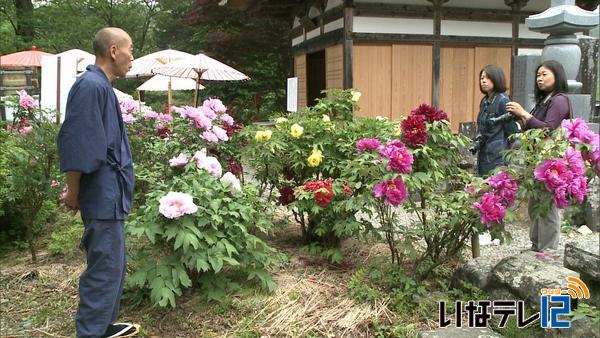 例年より早く遠照寺でボタン見ごろ