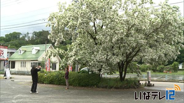 伊那市上牧　ヒトツバタゴ別名なんじゃもんじゃの木見頃