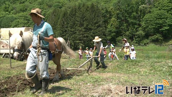 高遠第２・３保育園児　馬耕を見学