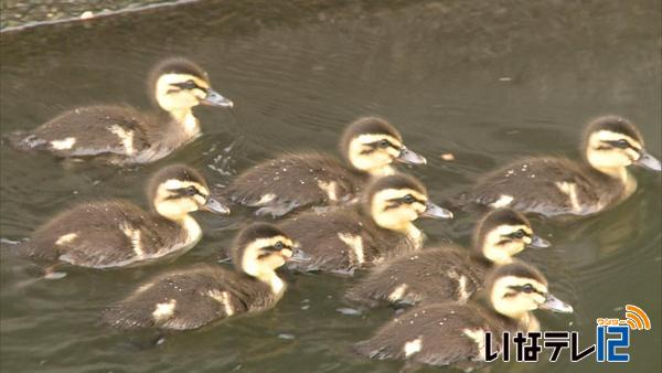 西天の人気者に　子ガモ