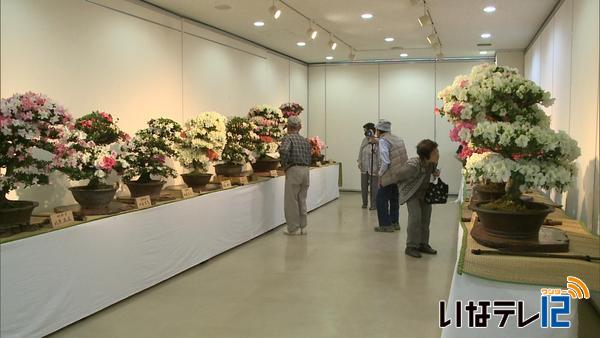 伊那愛樹会さつき花季展　力作並ぶ