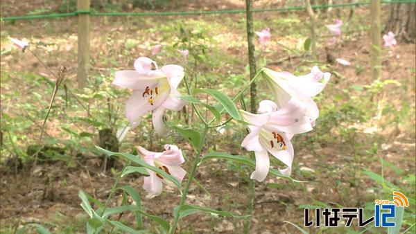 大芝高原で自然観察会