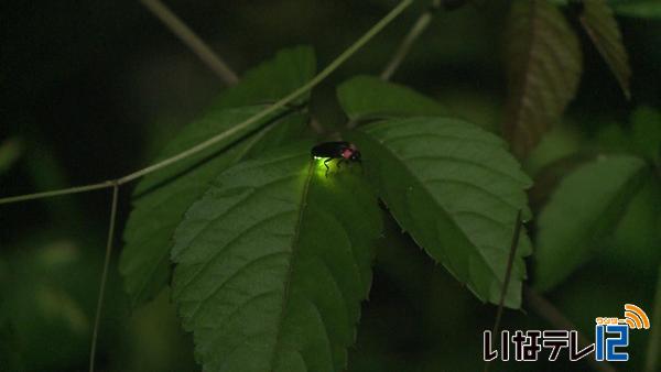 御園の思沢川　ホタル舞う