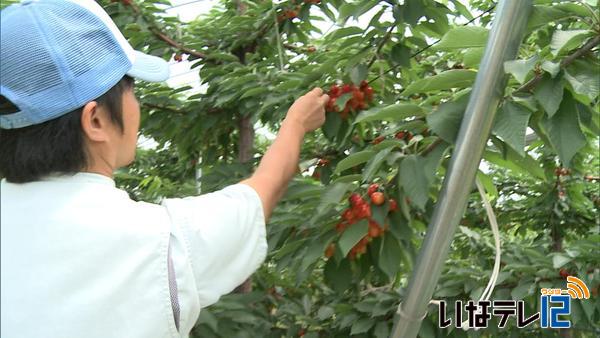 箕輪町　さくらんぼ狩り20日開園