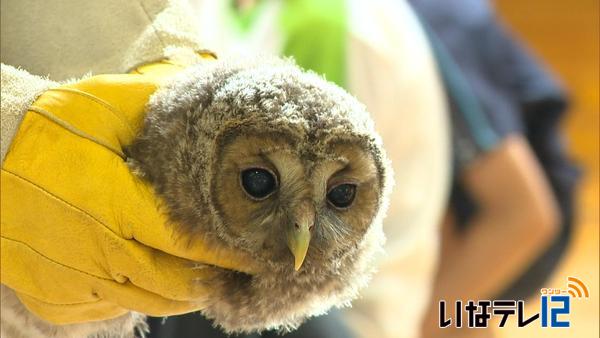 西箕輪小でフクロウを放鳥