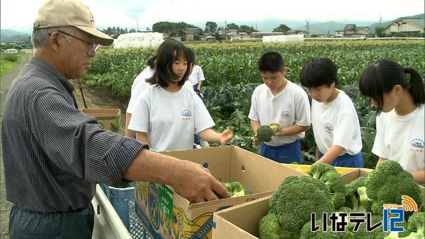 東部中の生徒がブロッコリー収穫