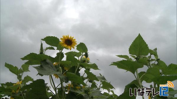 ～大暑～　雨で６月中旬並みの気温