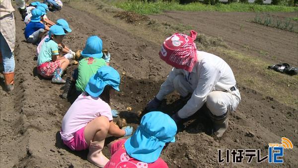 気仙沼市に送るジャガイモ　園児と一緒に収穫