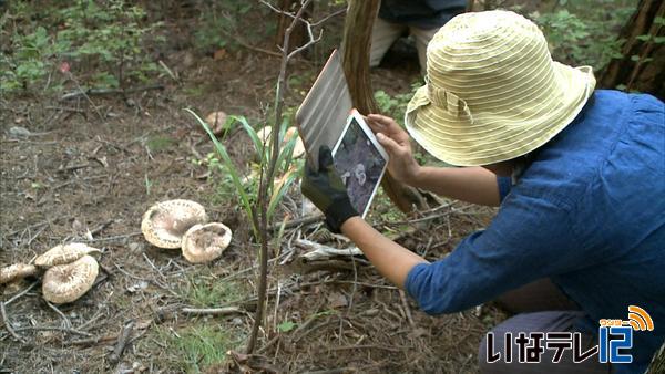 マツタケ大豊作　山の手入れ方法学ぶ