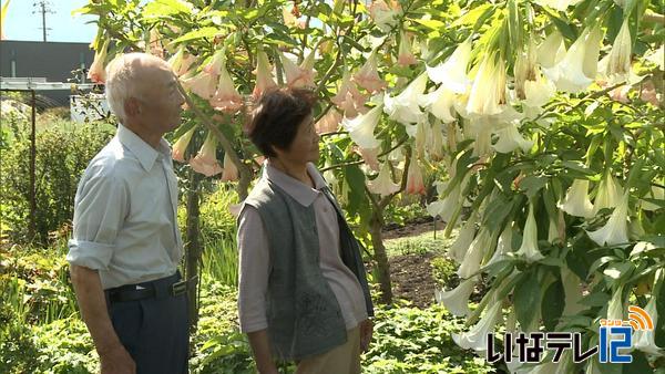 小林武さん宅のエンジェルトランペットの花見頃