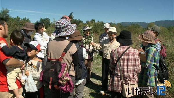 三峰川まつり　外来植物を学ぶ