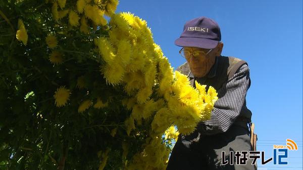 元義勇軍が植えた亡き友供養の菊が咲く