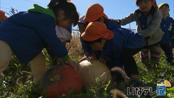 南箕輪村西部保育園の園児がハロウィン用のかぼちゃ収穫