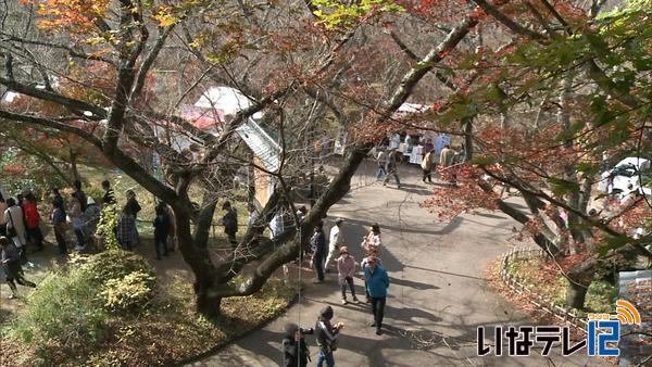 高遠城址もみじ祭り　２５０本が見ごろ