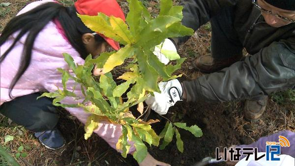 南箕輪村南部小学校　どんぐりから育てた苗木を植樹