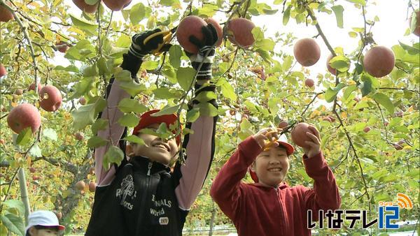 東春近小学校４年生がりんごの収穫