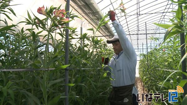 アルストロメリアの出荷　最盛期むかえる