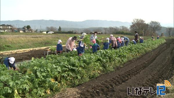 南部保育園の園児がかいご家の畑で大根を収穫