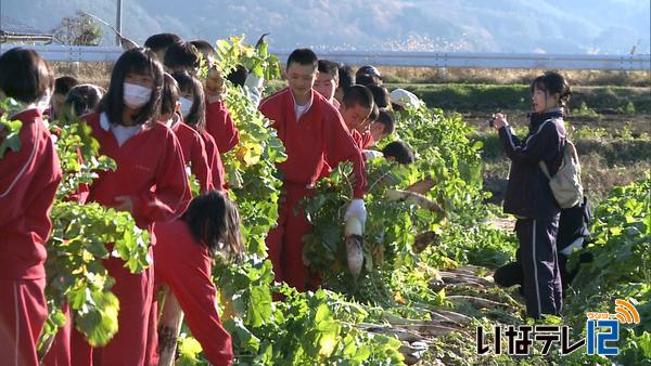 東部中学校　給食用の大根の収穫を体験