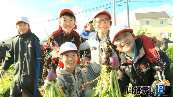 地元の伝統野菜　羽広菜かぶ収穫