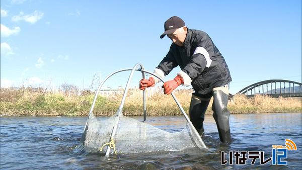 伊那谷の冬の風物詩ザザムシ漁　解禁