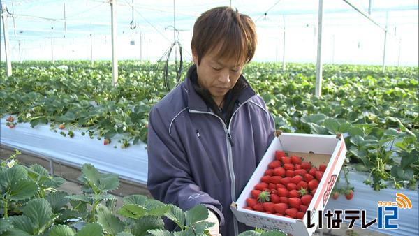 大芝でイチゴの出荷作業