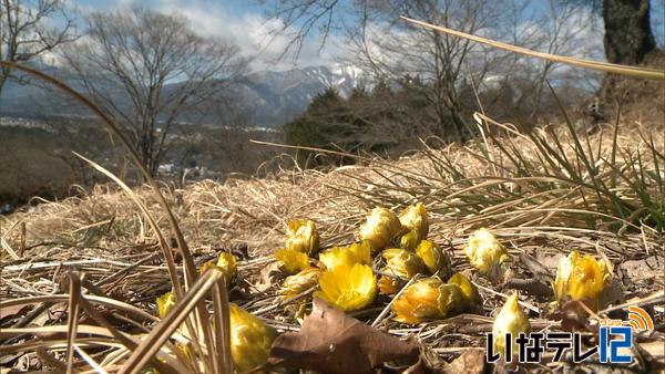 春告げる福寿草　福与城跡に咲く