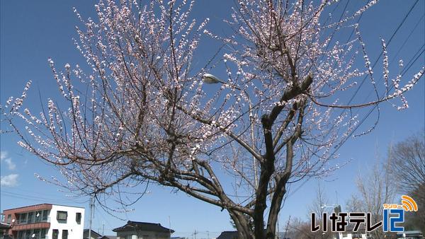 中央区公民館のロトウザクラ咲き始める